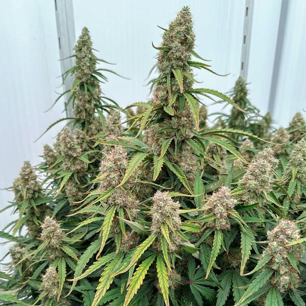 Samen 3x Medusa F1 Automatik Royalqueenseeds